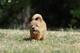 NORWICH TERRIER 053